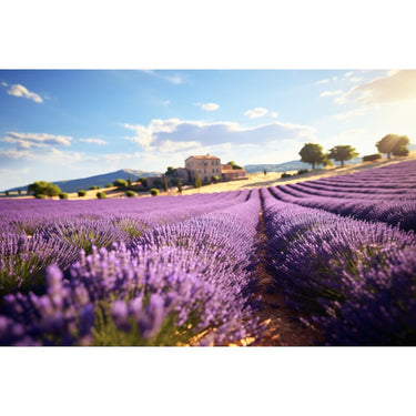 Lavender Farm canvas